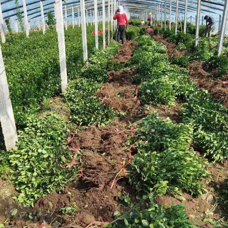 植物租摆，让您的办公环境焕发新颜