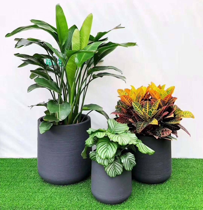 植物租摆:办公室绿意的巧妙选择